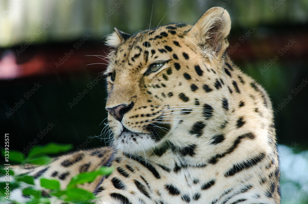 Obraz premium An Amur Leopard