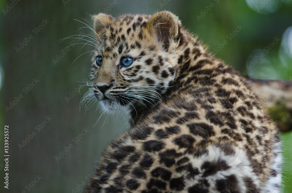Fototapeta premium An Amur Leopard Cub