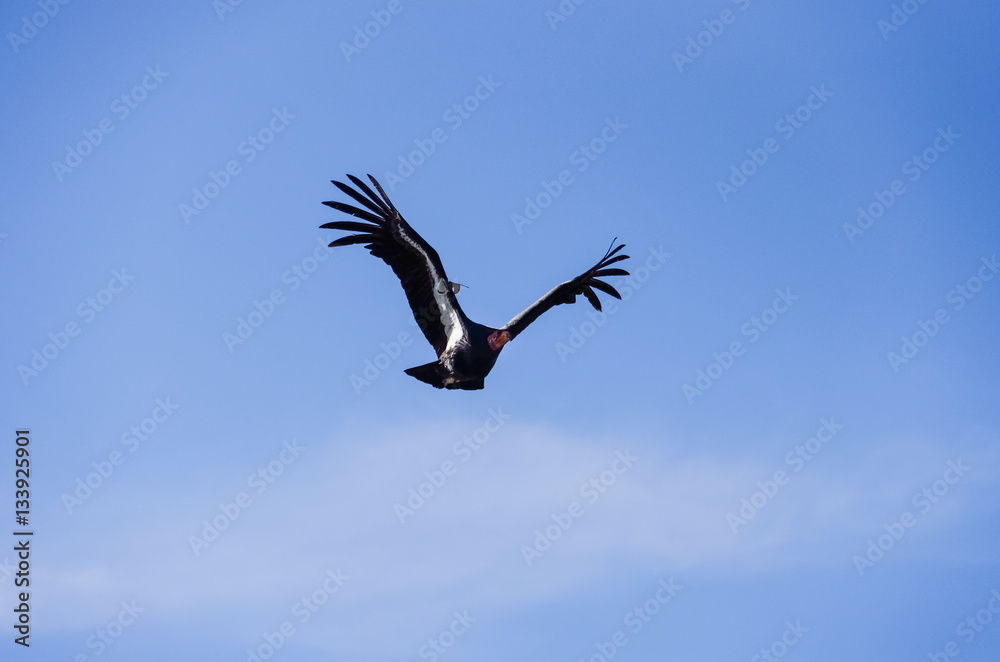 American Condor flying above Route 1 (SR 1) near Big Sur, Califo American Condor flying above Route 1 (SR 1) near Big Sur, Califo