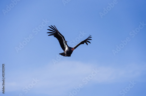 American Condor flying above Route 1 (SR 1) near Big Sur, Califo © Andriy Blokhin