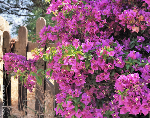 magnifique bougainvillier sur la clôture d'un jardin