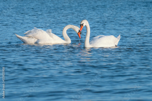 Couple of white swans swimming in the sea. This shot was taken on Baltic sea at island Rugen