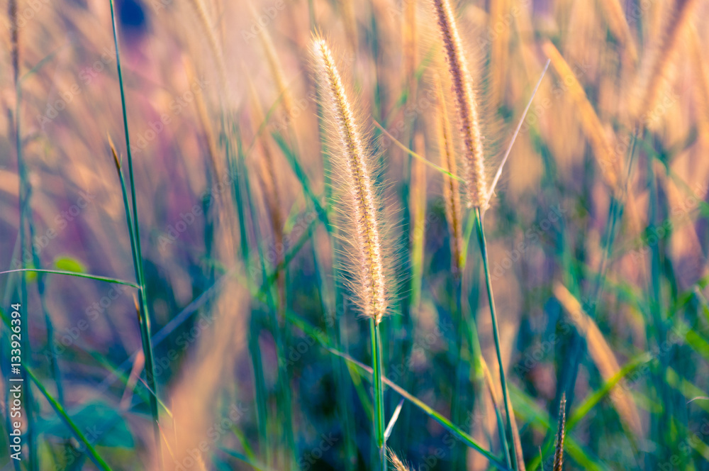 Beautiful Wild Grass on gloomy morning