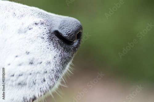 Dog Nose Profile