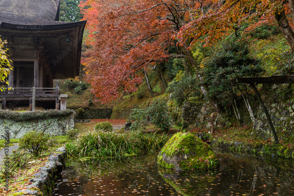 Japanese garden in autumn season
