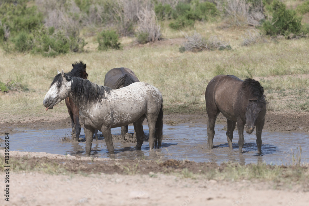 Obraz premium Wild Mustangs in the Great Basin Desert of Utah 