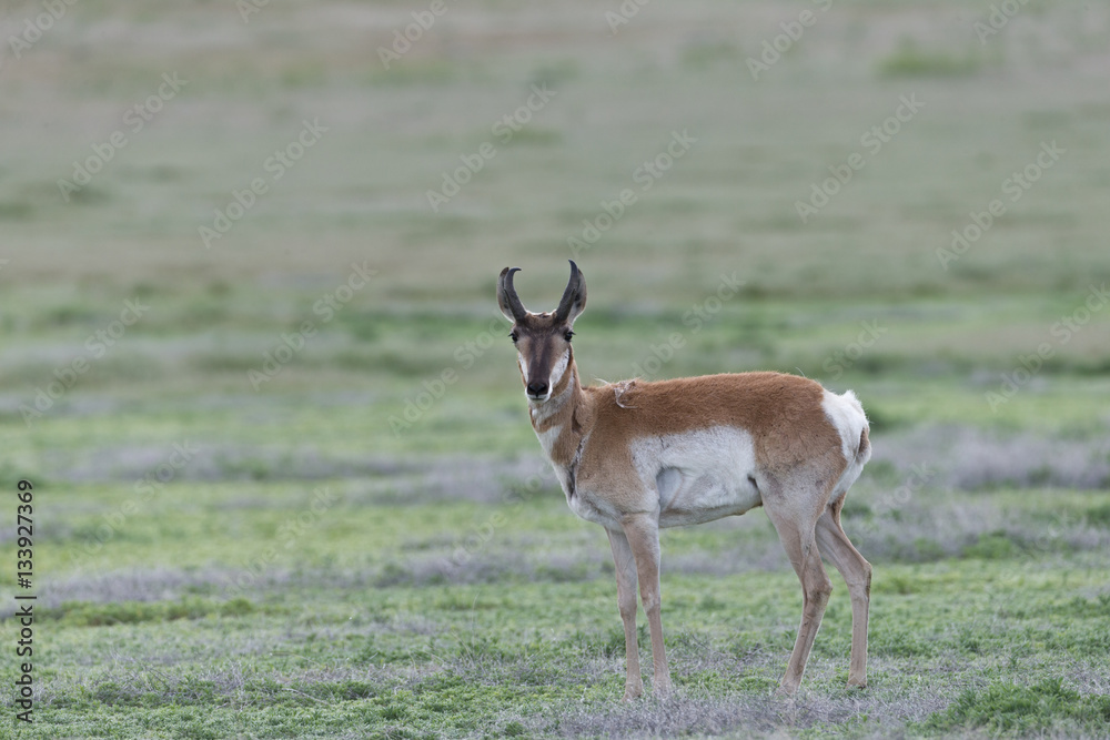 Fototapeta premium Male Pronghorn Antelope
