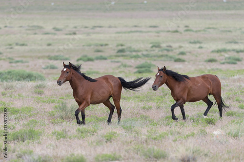 Wild Mustangs in the Great Basin Desert of Utah  © Dennis Donohue