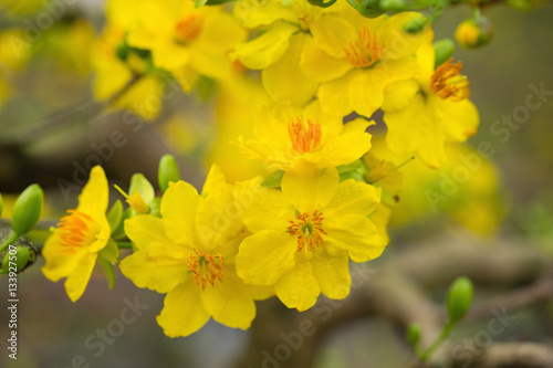 Ochna integerrima  the symbol of Vietnamese lunar new year in south. The golden yellow of the flower means the noble roots of Vietnamese