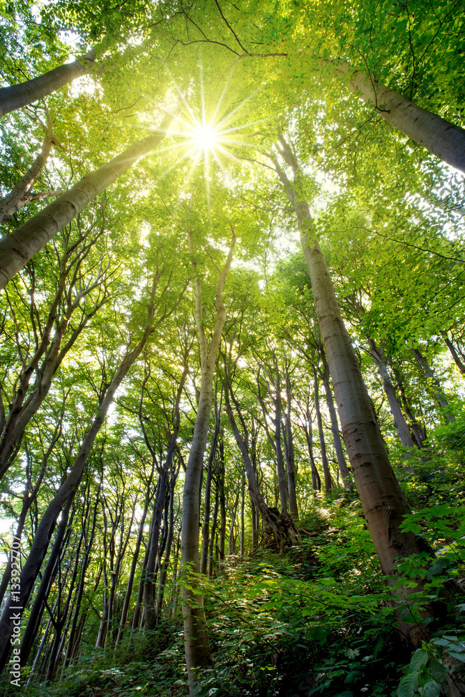 Fototapeta premium ein Blick durch die Baumkronen von alten Buchen zur strahlenden Sonne