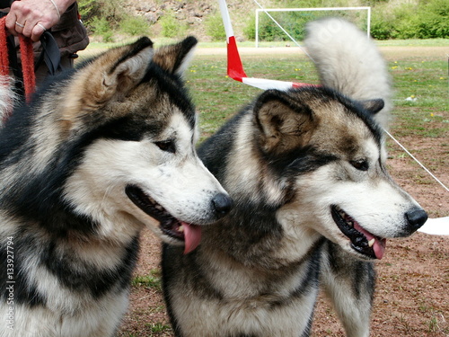 Alaskan Malamutes