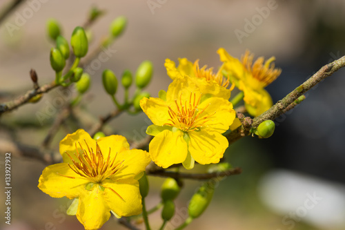 Ochna integerrima, the symbol of Vietnamese lunar new year in south. The golden yellow of the flower means the noble roots of Vietnamese