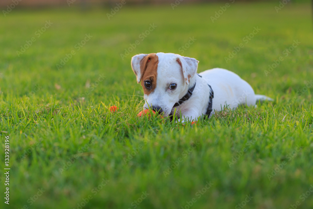 Jack Russell Terrier puppy playing orange ball Jack Russell Terrier puppy playing orange ball