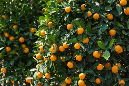 фотографія Round kumquat (marumi kumquat) on tree