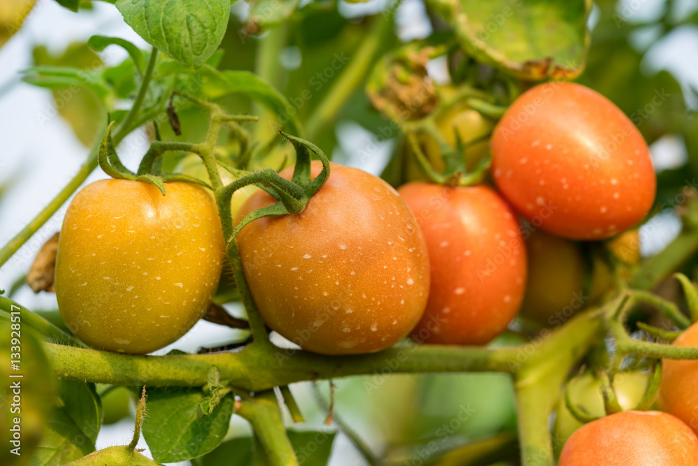 Tomatoes on tree in field