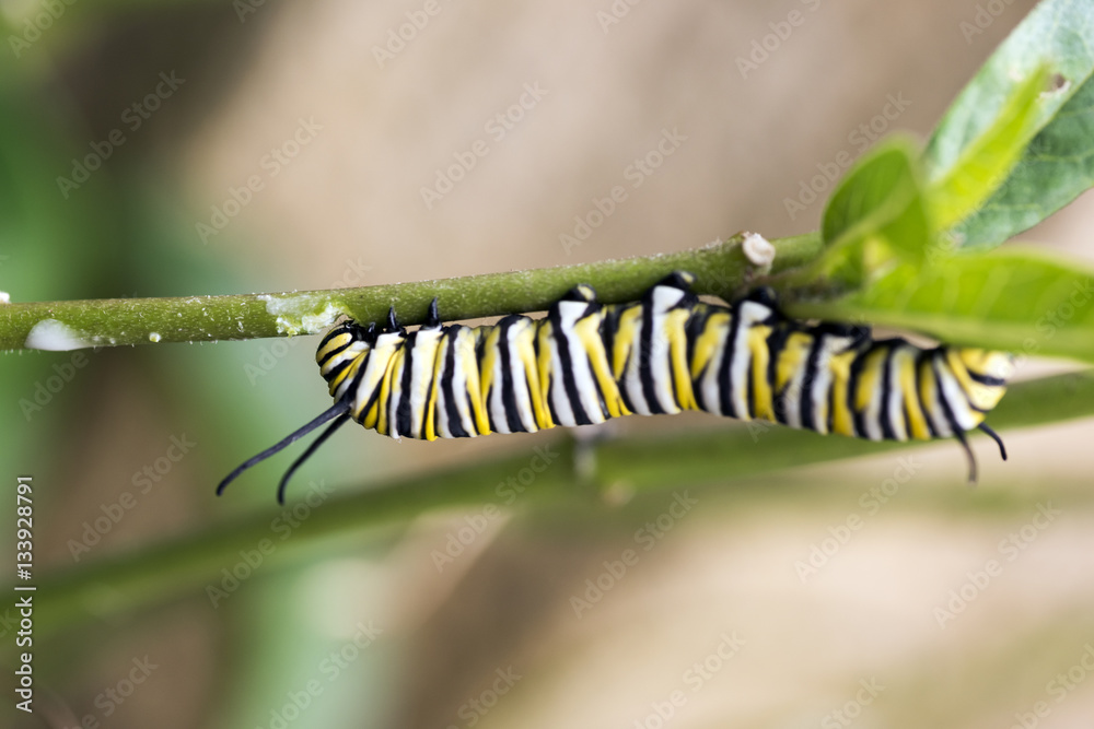 Caterpillars are the larval form of members of the order Lepidop