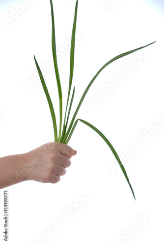 Green stalks of onions in hand