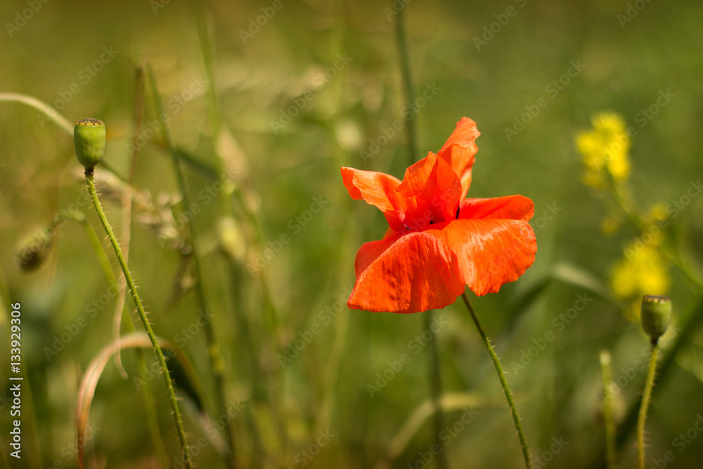 Obraz premium red poppies on the meadow