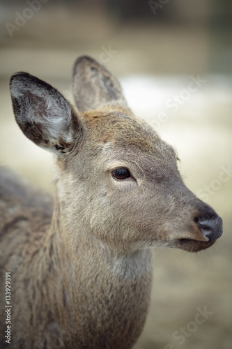 Whitetail deer doe