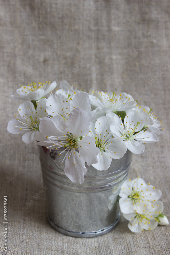 cherry blossom