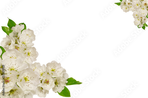 pear tree flowers © Grandiflora