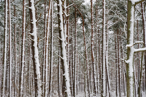 Snowy tree trunks in a pine tree forest