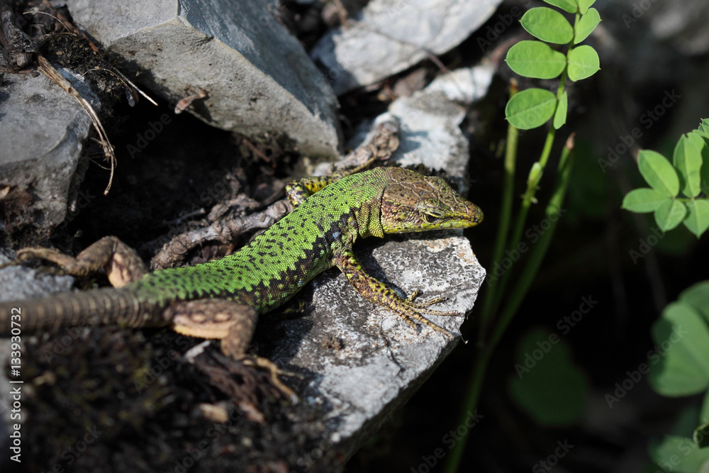 Obraz premium Lizard