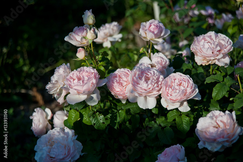Beautiful rose Sharifa Asma blooming in the garden photo