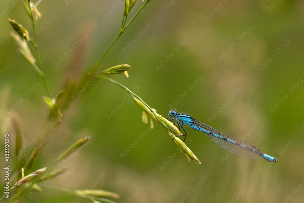 dragonfly sitting on the grass by the lake dragonfly sitting on the grass by the lake