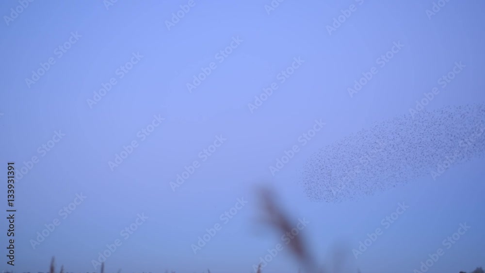 starlings-flock-murmuration-rare-sight-of-a-large-flock-of-starlings