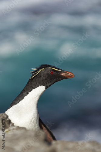 Rockhopper Penguin  Eudyptes chrysocome  on the cliffs of Bleaker Island in the Falkland Islands