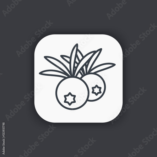 juniper berry line icon