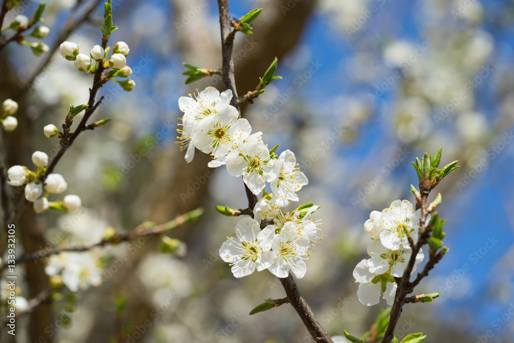 Branches of white plum flowers in spring Branches of white plum flowers in spring
