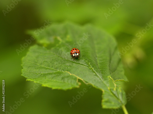 Asian ladybug on a green leaf