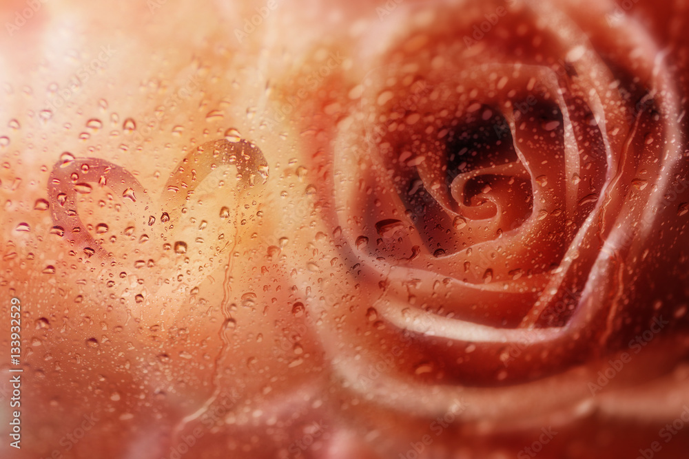Fototapeta premium Roses,flower background for Valentine's day.View through the window of rainy day with selective focus and color toned.