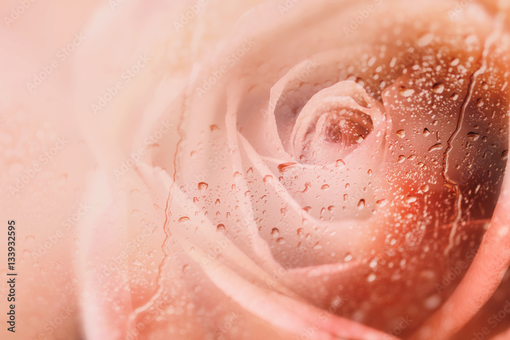 Fototapeta premium Roses,flower background for Valentine's day.View through the window of rainy day with selective focus and color toned.