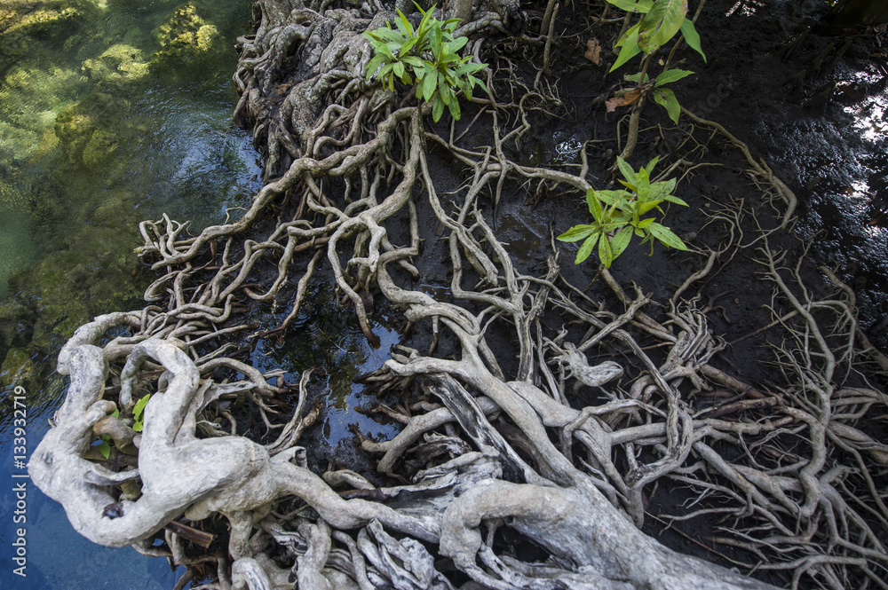 The mangrove forest in the emerald swamp, Krabi Thailand
