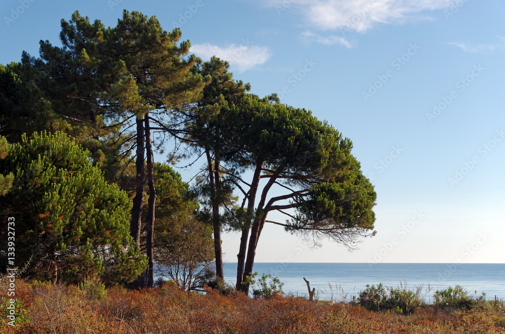 pins parasol sur littoral de haute corse en Costa verde