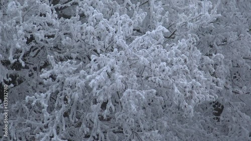 Very cold day in the forest in Hungary photo