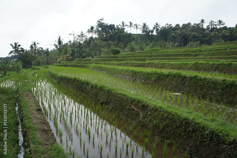 Fototapeta premium arrozales de Bali