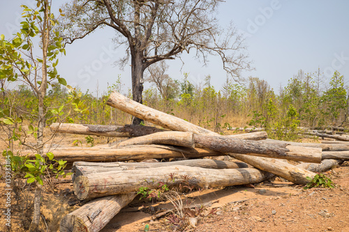 Pile of sawed wood in forest in Tay Nguyen, Central Highlands of Vietnam