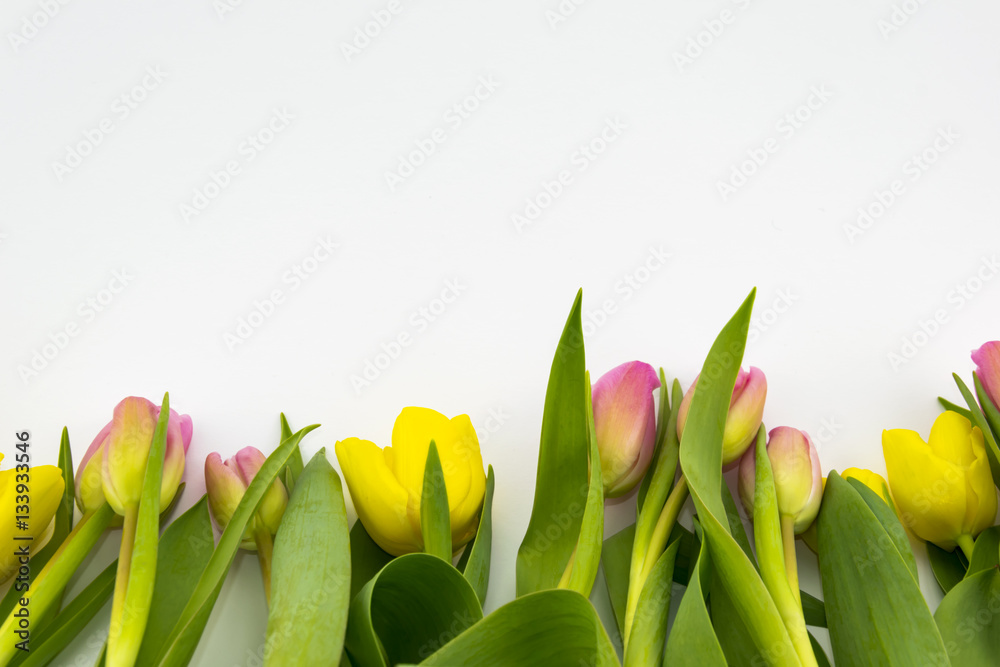 Naklejka premium Tulips Group on White