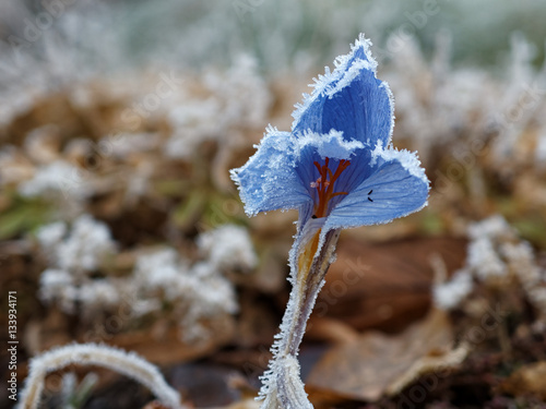 Winterblüte photo