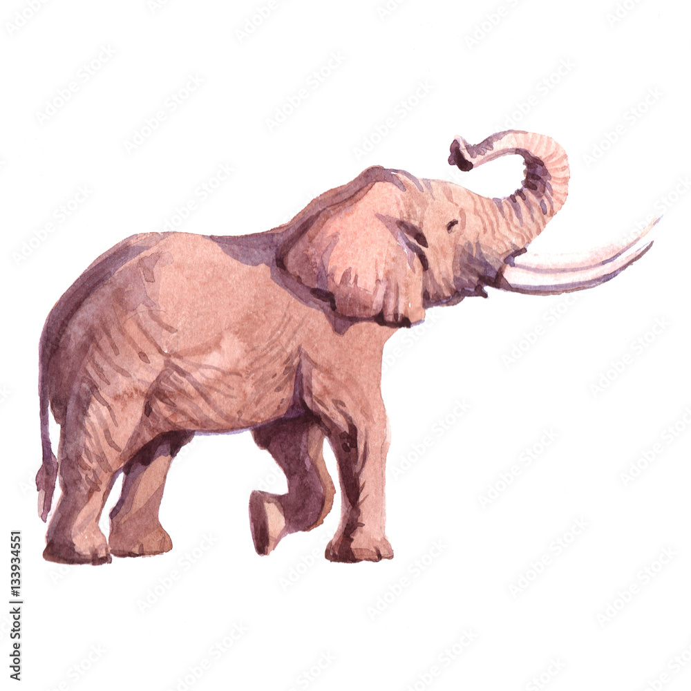 Watercolor realistic  elephant tropical animal isolated on a white background illustration.