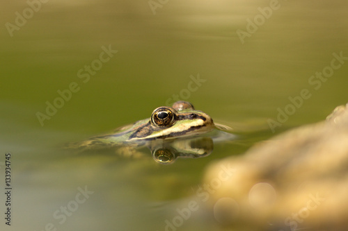 Young frog resting in a pond