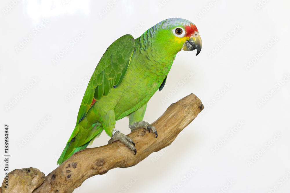 Colorful parrot landed on branch, isolated on white, Lilacine Amazon Colorful parrot landed on branch, isolated on white, Lilacine Amazon
