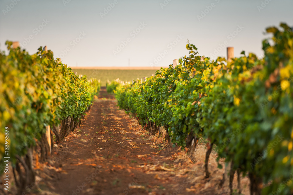 beautiful grape field at sunrise