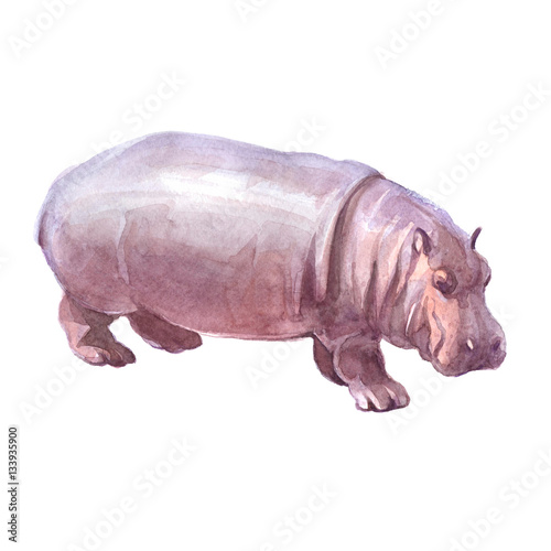 Watercolor realistic  hippopotamus tropical animal isolated on a white background illustration.
