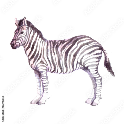 Watercolor realistic zebra animal isolated on a white background illustration.