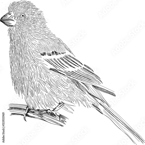 Little bird - Stylized sketch - Vector art